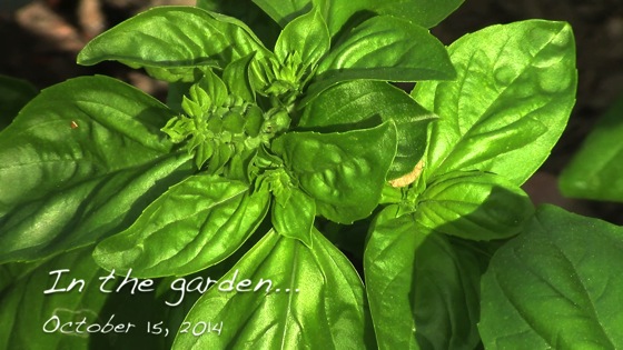 In the garden...Basil galore and more from the potting bench - October 15, 2014