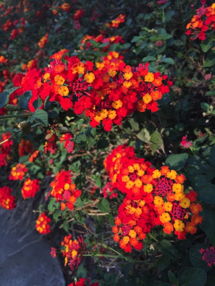 Flowering Now: Lantana