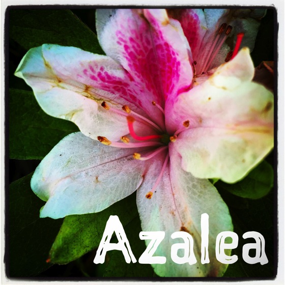 Azalea 2014 1