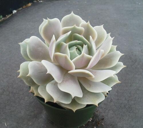Interesting Plant: Echeveria 'Lola'