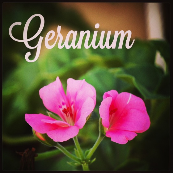 Garden Alphabet: Geranium
