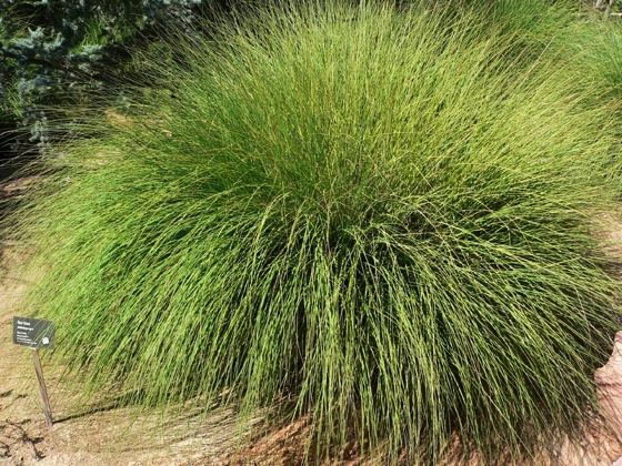 Interesting Plant:  Deer Grass (Muhlenbergia rigens) via BeWaterWise.com