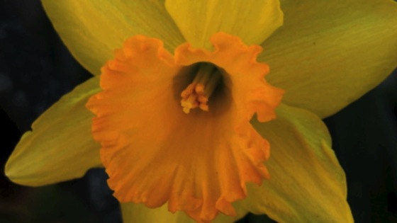 First daffodil 2015