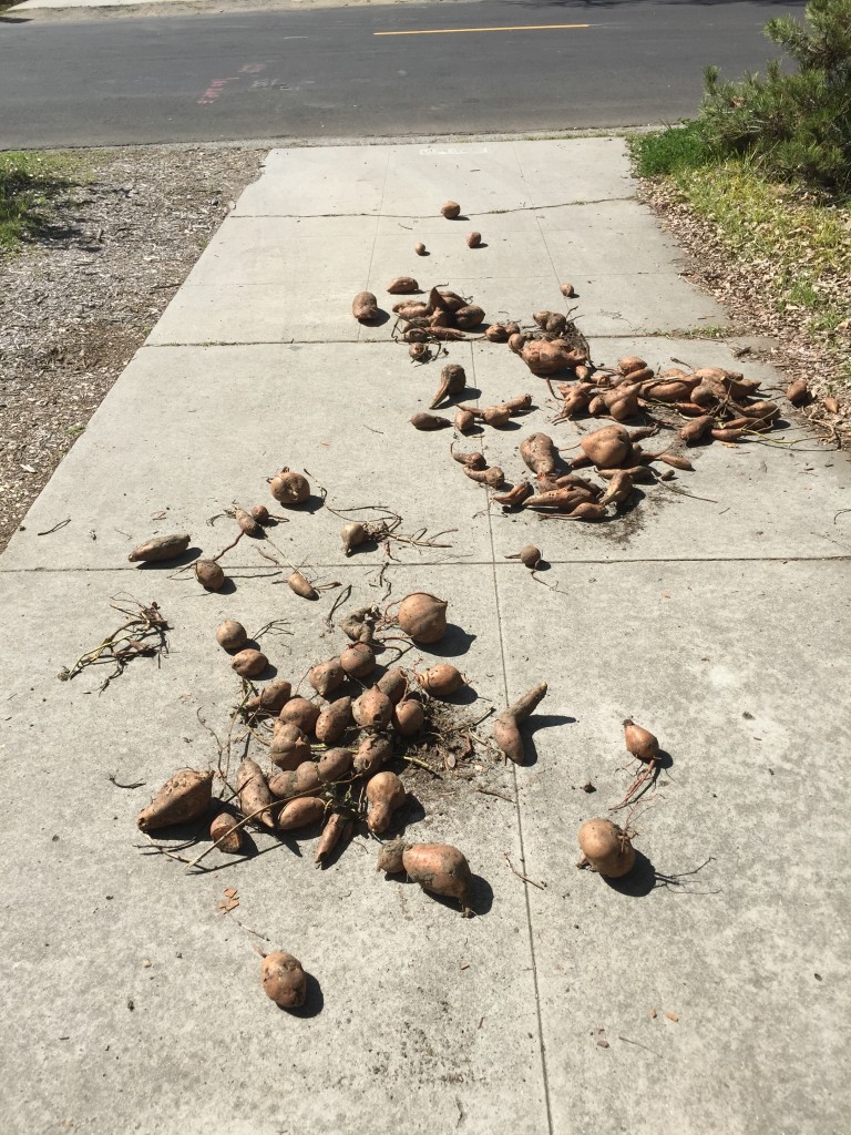 Sweet potatoes drying on driveway