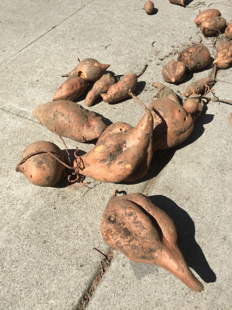 Sweet Potato Harvest Complete And Bed Prepared For This Season A