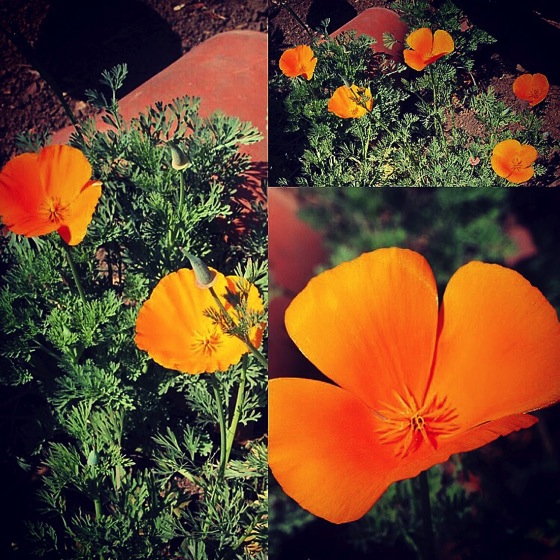 California poppy collage