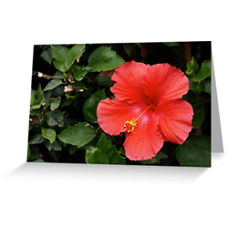 Hibiscus cards sq