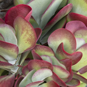 kalanchoe