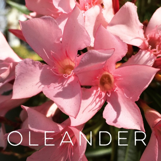 Garden Alphabet: Oleander (Nerium)