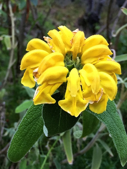 Jerusalem sage