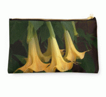 Brugmansia products