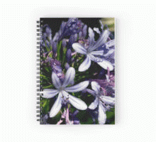 agapanthus-products