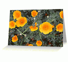 Photo: California Poppy (Eschscholzia californica) from A Gardener's Notebook (and products for you and your home!)