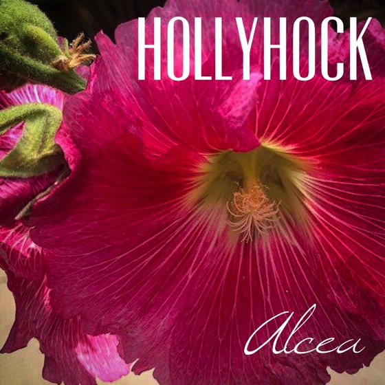 Hollyhock alcea