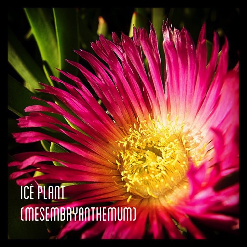 Ice plant