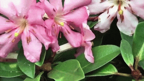 Minute garden 016 pink rhododendron anim