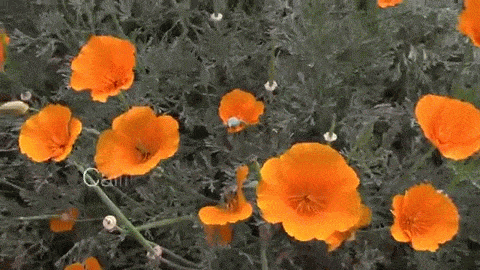 Minute garden 017 calfifornia poppy anim