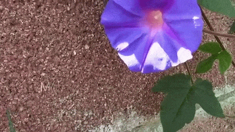 Morning Glory (Convolvulus) - A Minute in the Garden 19 from A Gardener's Notebook