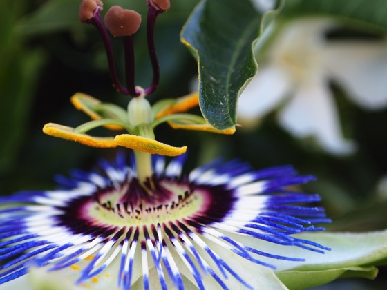 Photo: Passionflower (passiflora) with products from my garden to yours!