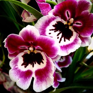 purple-orchid-ig