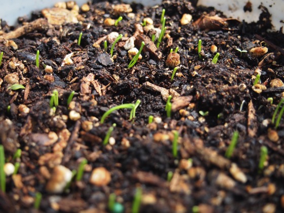 Green onions sprouting