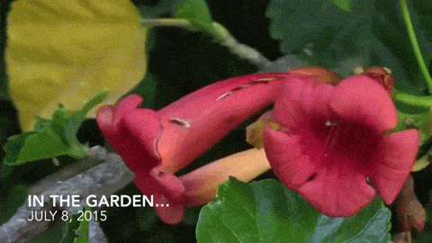 Video: In the garden...July 8. 2015: Potatoes, poinsettia and pomegranate