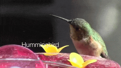 Minute garden 20 hummingbird anim