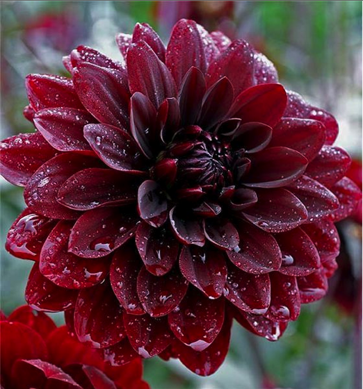 Interesting Plant: Dahlia ‘Karma Choc'