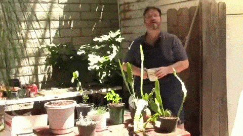 In the garden...August 8. 2015 - Getting something for nothing [Video] 