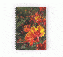 Mexican Bird-of-Paradise - A Minute in the Garden 25 from A Gardener's Notebook products