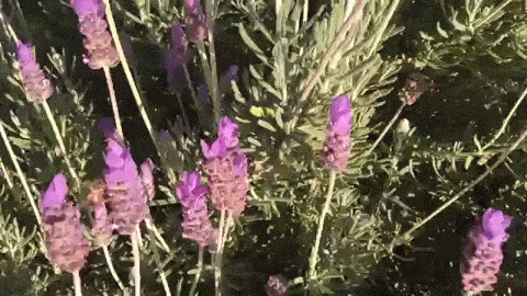 Lavender and Bees - A Minute in the Garden 23 from A Gardener's Notebook