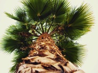 Palm Tree Vertical