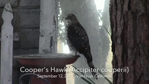 In the Garden: Cooper's Hawk (Accipiter cooperii) from September 11 & 12, 2015 [Video]