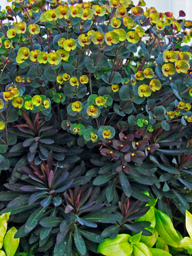 Euphorbia blackbird