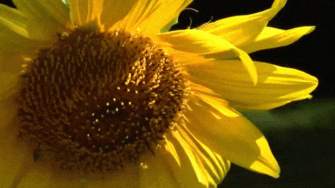Sunflower - A Minute in the Garden 29 from A Gardener's Notebook [Video]