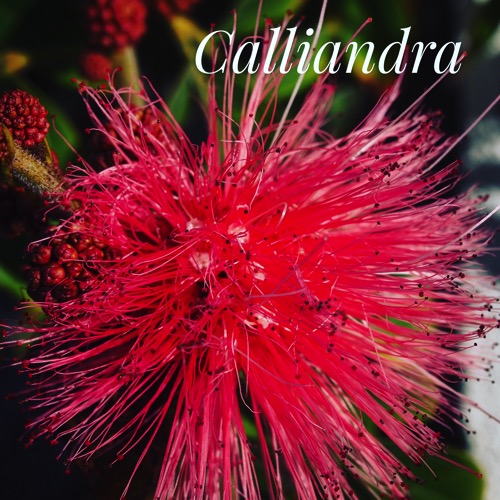 Garden alphabet calliandra