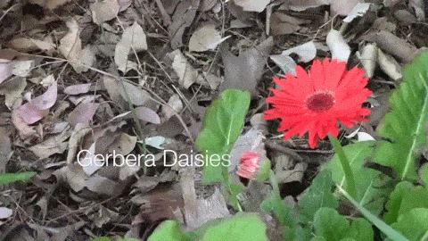 Gerbera Daisies (Gerbera jamesonii) - A Minute in the Garden 34 from A Gardener's Notebook 