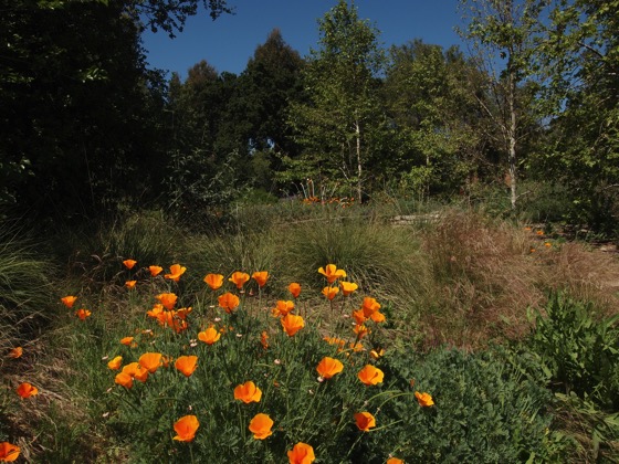 A Quick Visit to Arlington Garden, Pasadena, California