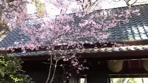 Sakura - Cherry Blossoms - A Minute in the Garden 36 from A Gardener's Notebook 