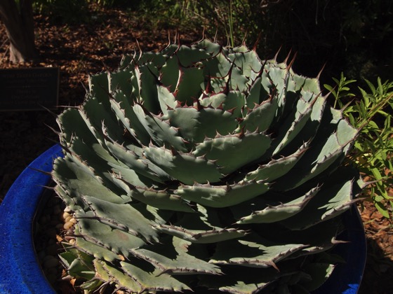 A Quick Visit to Arlington Garden, Pasadena, California