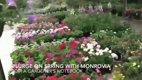 Splurge on Spring with Monrovia At The Garden Centers - 3 in a series #GrowBeautifully #MonroviaPlants [Video]