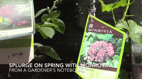Splurge on Spring with Monrovia -- Planting Today! - 4 in a series #GrowBeautifully #MonroviaPlants [Video]
