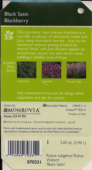Monrovia blackberry 2 1