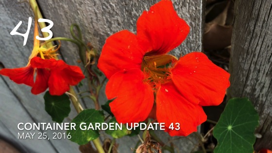 Container Garden Update 43: Garlic and Strawberries 