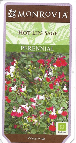Hot Lips Sage (Salvia microphylla 'Hot Lips') - Plant Choice #3 for Embrace Your Space with Monrovia