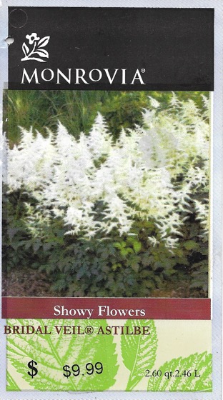 White astilbe 1