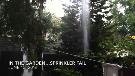 In The Garden...June 15, 2016: Sprinkler Fail 