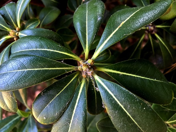 Pittosporum leaves