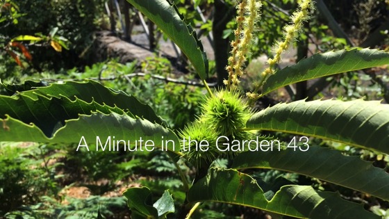 At the old house on Mount Etna Summer is the time for chestnuts/castagna, rowan berries/sorba and mulberries/gelsi.