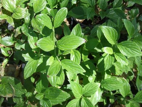 Blackfruit Dogwood (Cornus sessilis)